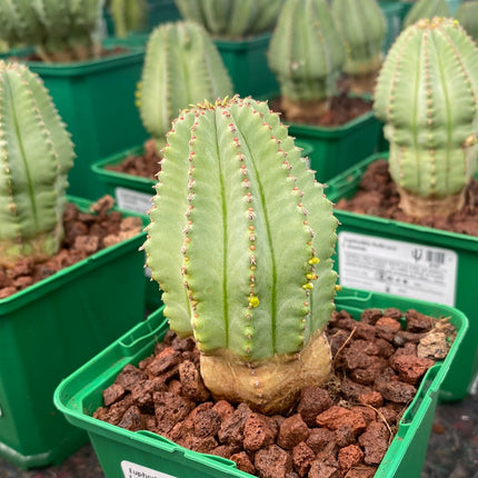 Euphorbia fruticosa f. inermis
