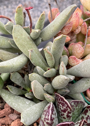 Wüstenpaket Adromischus