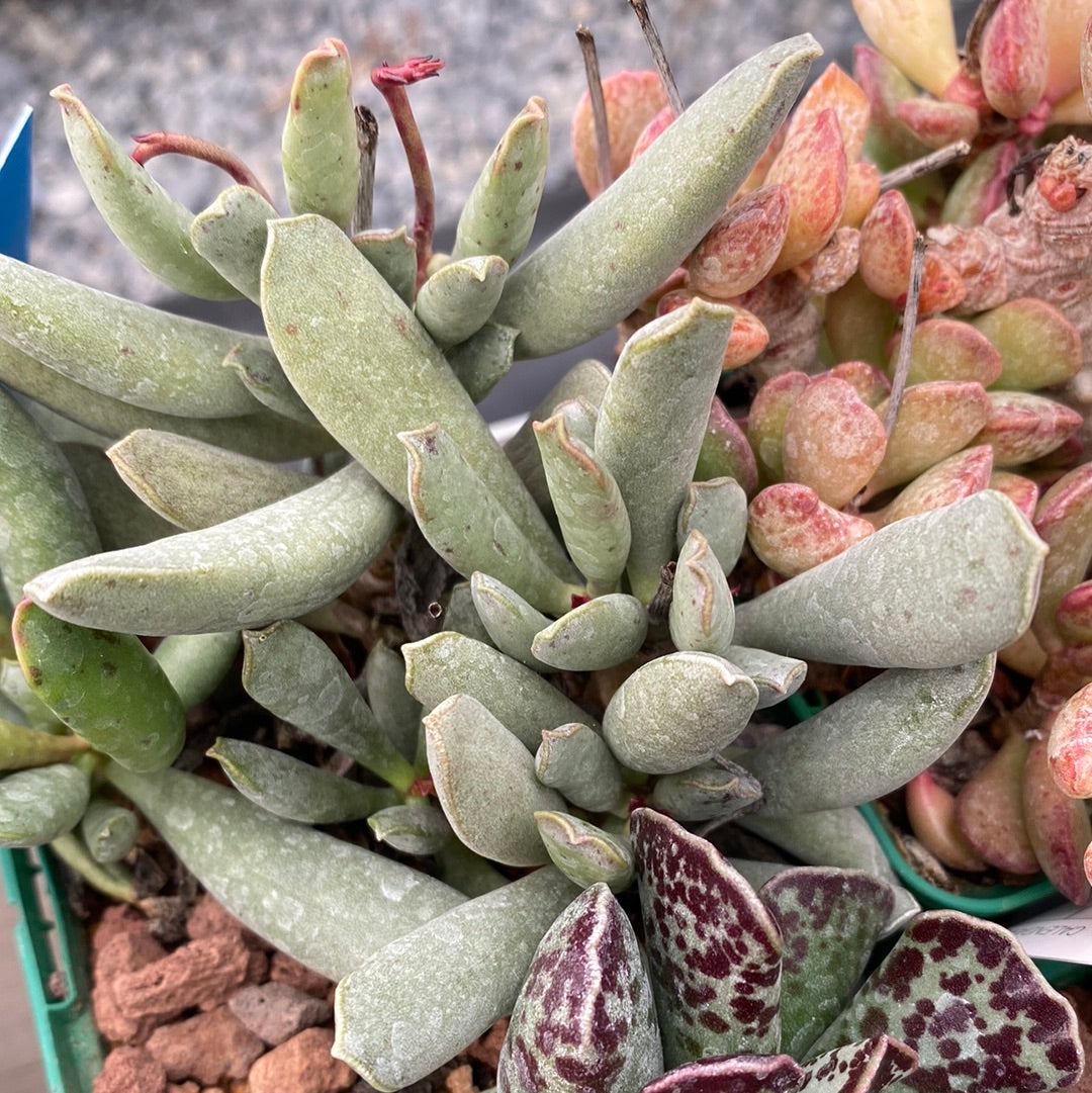 Wüstenpaket Adromischus