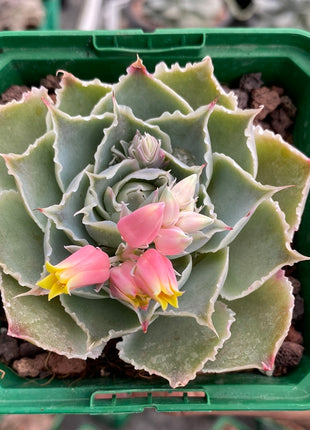 Echeveria simulans ´Laguna Sanchez´