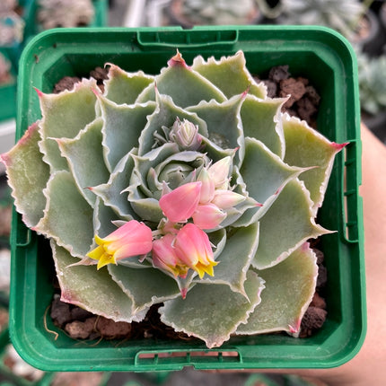 Echeveria simulans ´Laguna Sanchez´