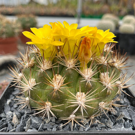 Weingartia lanata