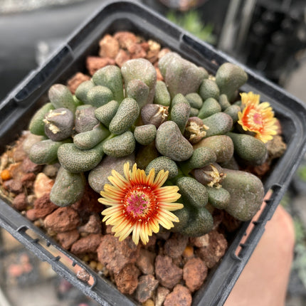 Aloinopsis schooneesii