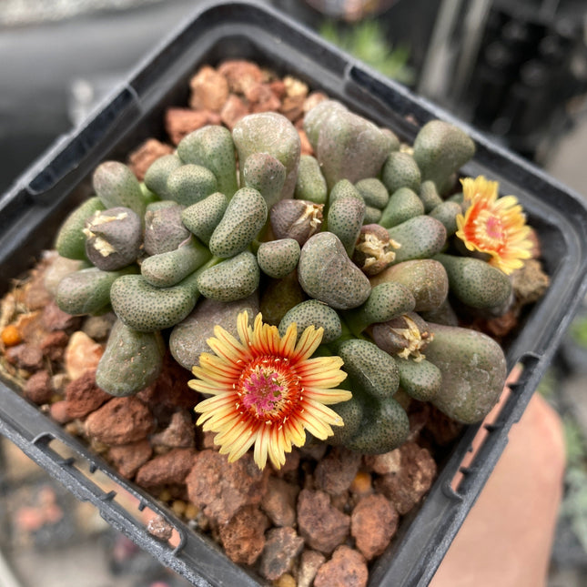 Aloinopsis schooneesii