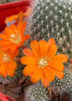 Rebutia minuscule subs. wessneriana