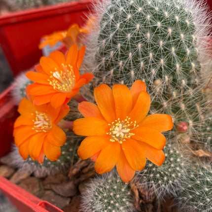 Rebutia minuscule subs. wessneriana