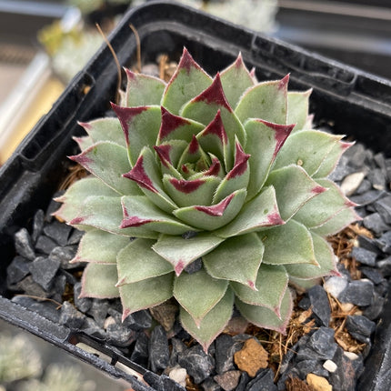 Sempervivum calcareum