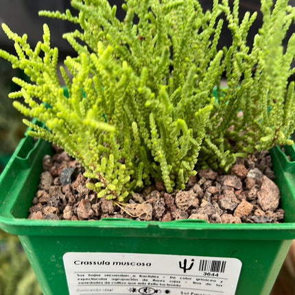 Crassula muscosa