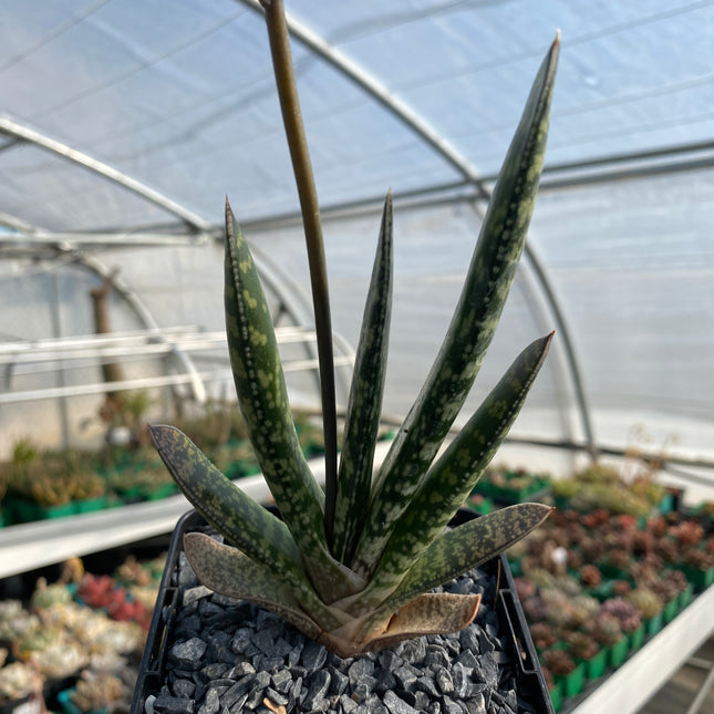 zweifarbige Gasteria