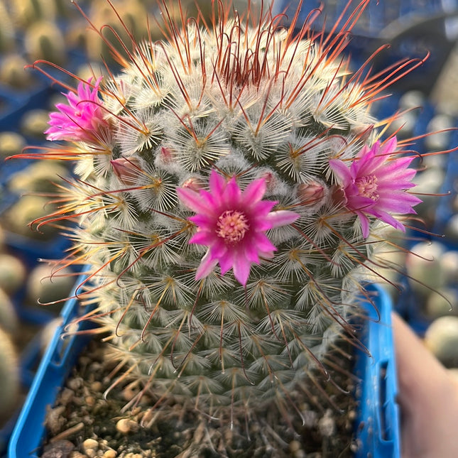 Mammillaria bombycina