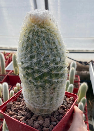 Espostoa lanata