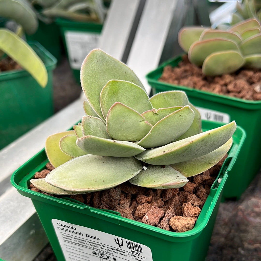 crassula dubia succulent Crassula cotyledonis 'Dubia' – DesertSTORE.es