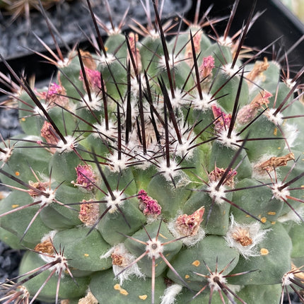 Mammillaria karwinskiana