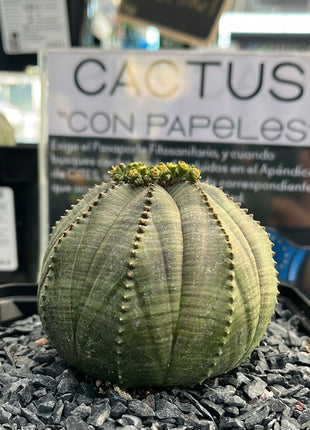 Euphorbia fettleibig ♀ &amp; ♂