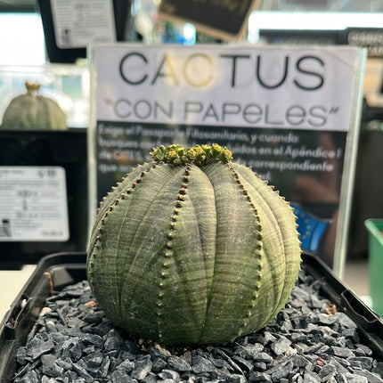 Euphorbia obese ♀ &amp; ♂