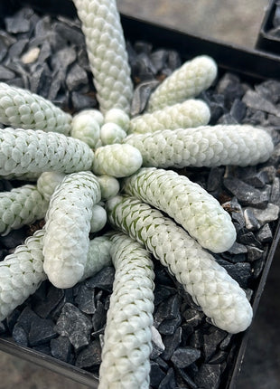 Avonia papyracea