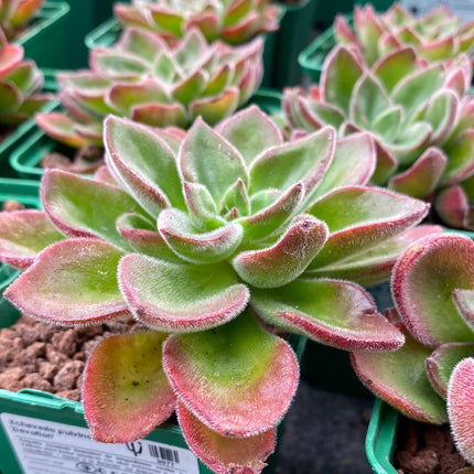 Echeveria pulvinata 'Devotion'