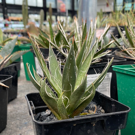 Agave filifera