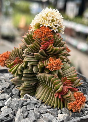 Crassula pyramidalis x congesta