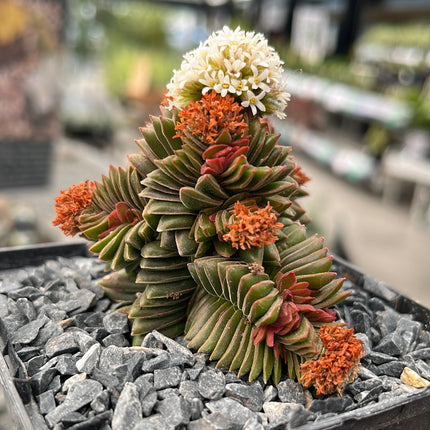 Crassula pyramidalis x congesta