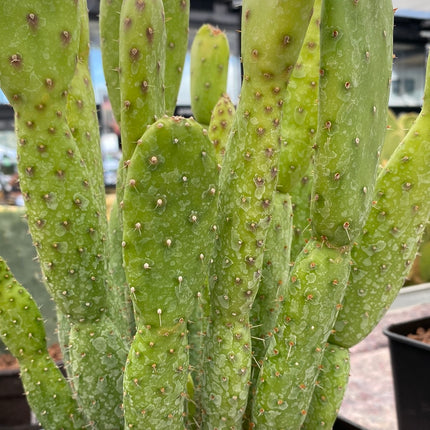 Opuntia prickly pear