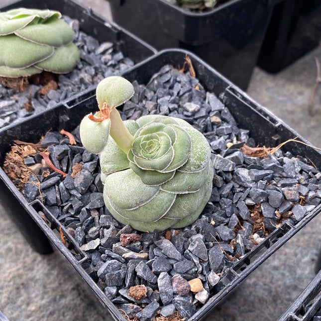 Crassula hemisphaerica