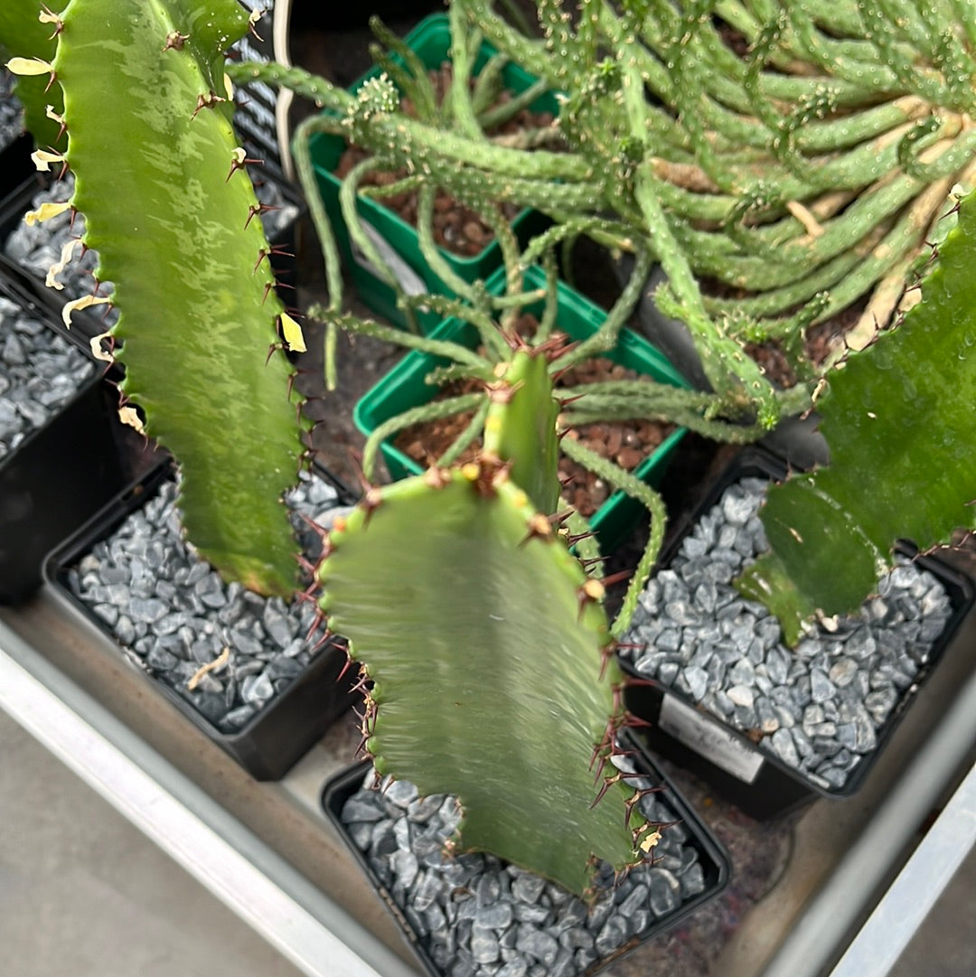 Euphorbia trigona