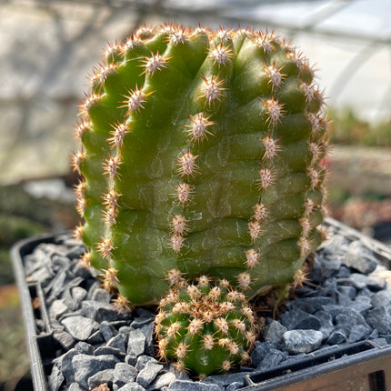 Trichocereus-Hybride