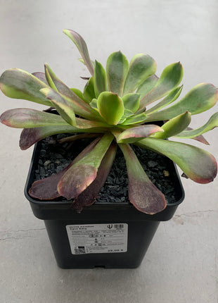 Aeonium Super Bang