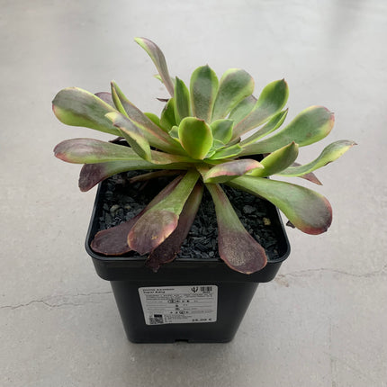 Aeonium Super Bang