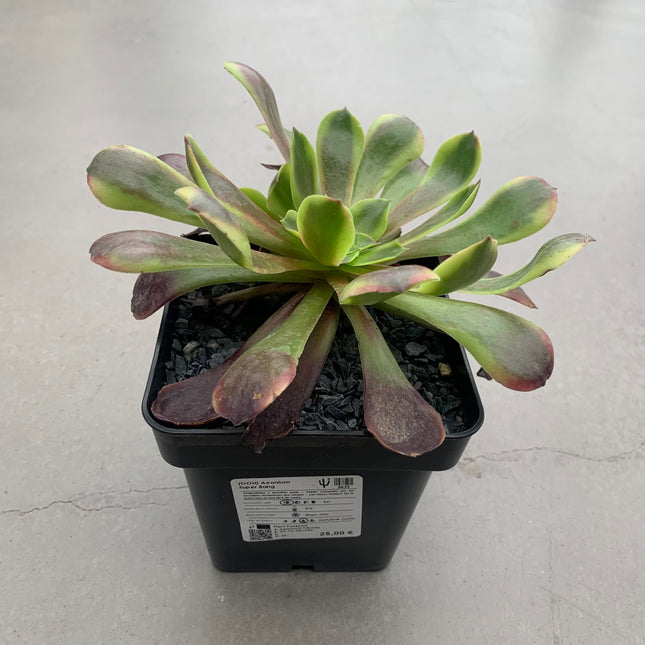 Aeonium Super Bang
