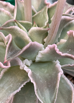 Echeveria Madiba
