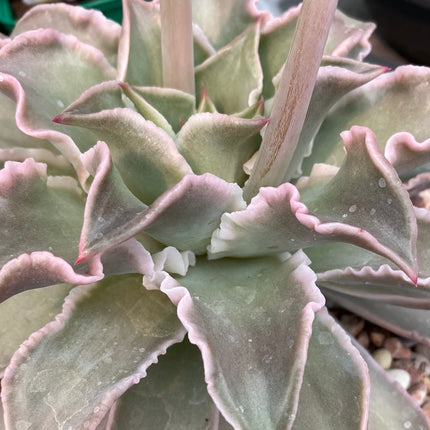 Echeveria Madiba