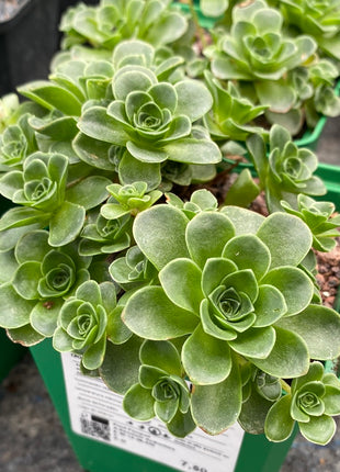 Aeonium dodrantale