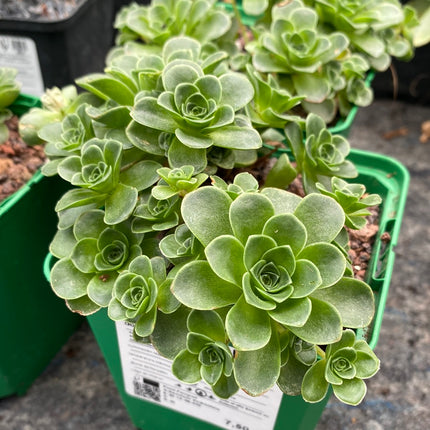 Aeonium dodrantale