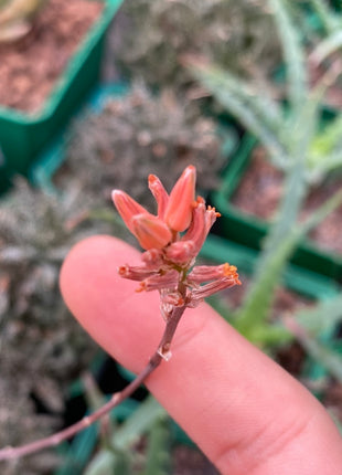 Aloe 'Pepe'