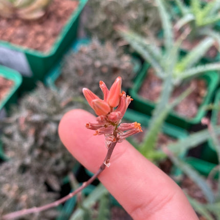 Aloe 'Pepe'