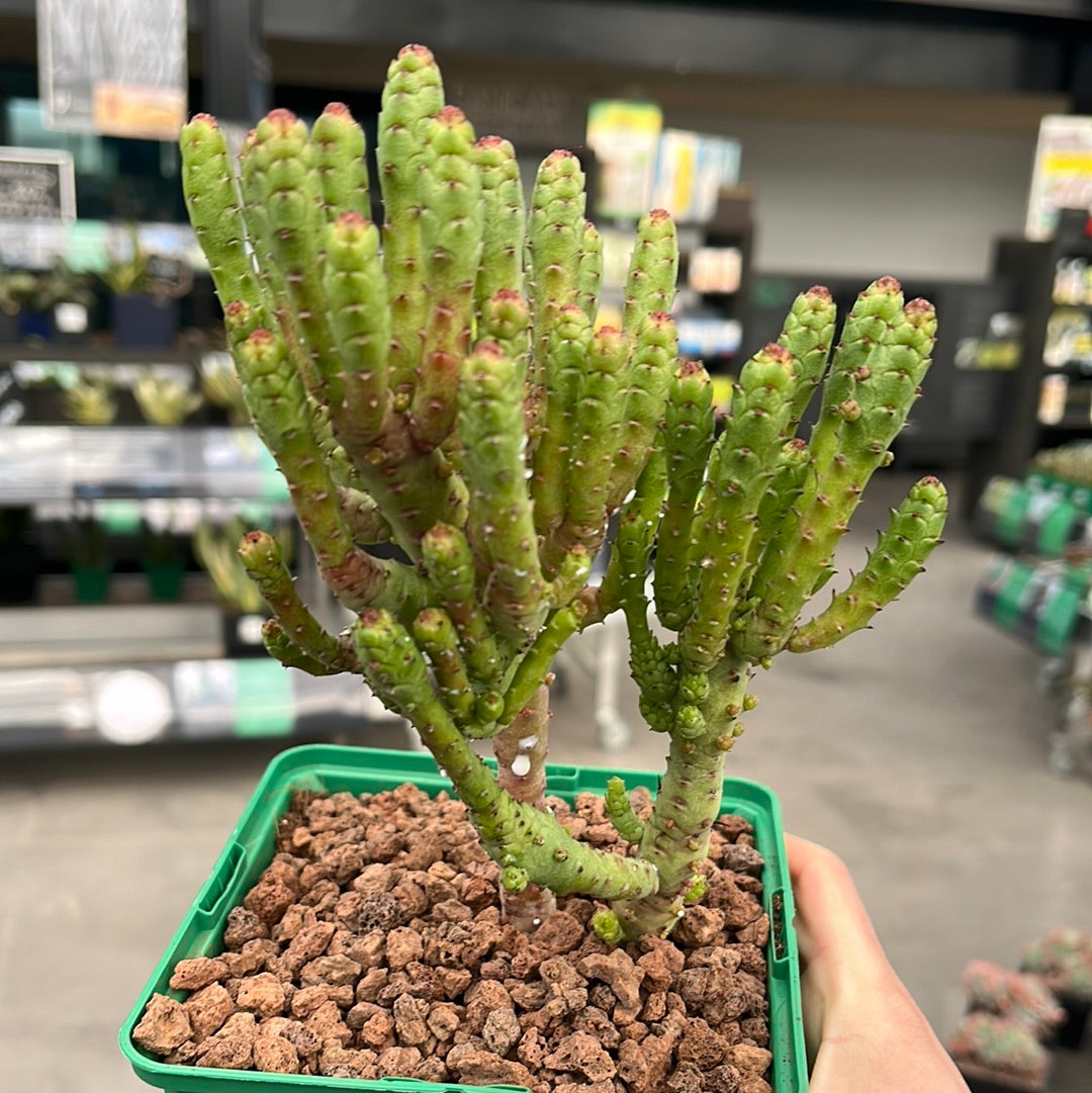 euphorbia enopla monstruosa