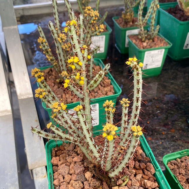 Euphorbia aeruginosa