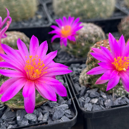 Mammillaria dodsonii