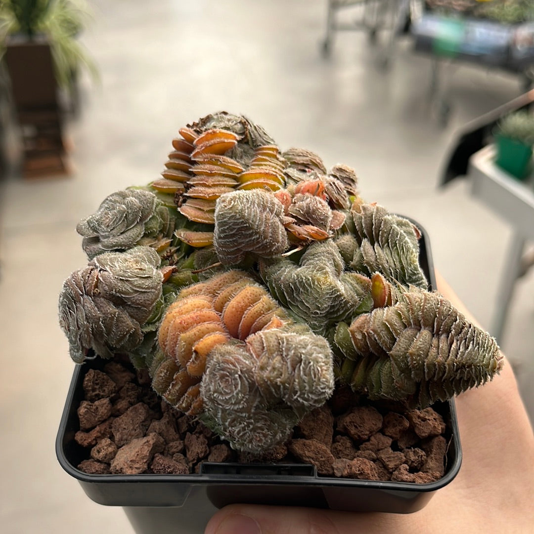 Crassula setulosa var. setulosa