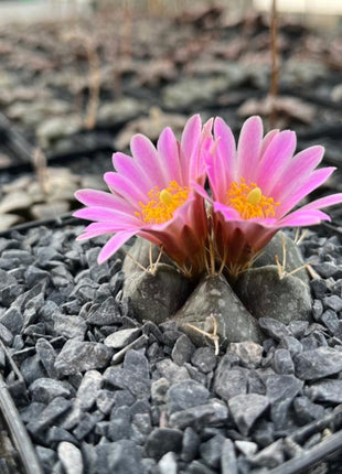 Echinocereus knippelianus