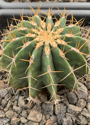 Ferocactus schwarzii