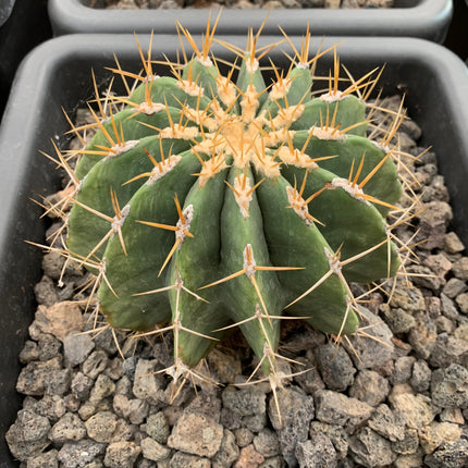 Ferocactus schwarzii