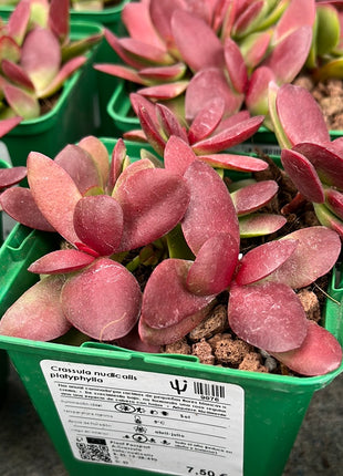 Crassula nudicalis platyphylla