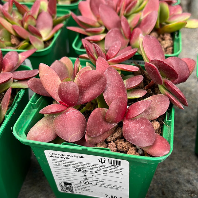 crassula platyphylla succulent Crassula nudicalis platyphylla – DesertSTORE.es