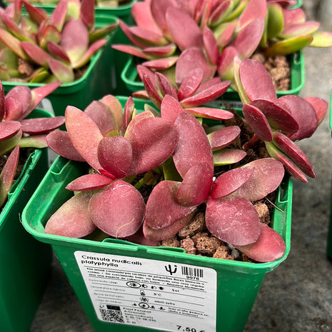 Crassula nudicalis platyphylla