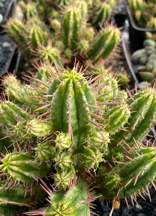 Euphorbia aggregata f. variegata
