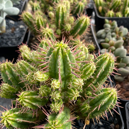 Euphorbia aggregata variegada