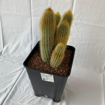 Pilosocereus chrysostele